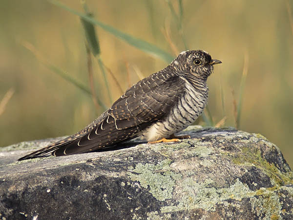 Käki, Common Cuckoo, Cuculus canorus